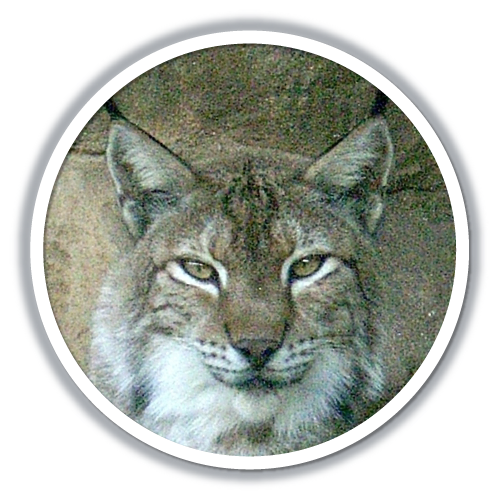 macosxlynx